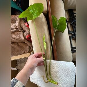 Well-Rooted 12”+ Syngonium Plant